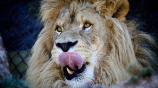 Lion tongue out chainfence tree - a chain link fence behind free wallpaper