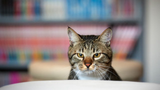 Cat chair blurry background photorealistic - angry free wallpaper