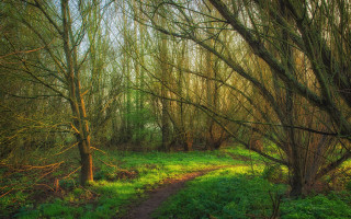 Forest path arts crafts tiltshift - lot of trees and grass free wallpaper