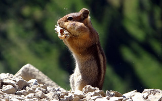 Squirrel eating rocky forest nature - a squirrel free wallpaper