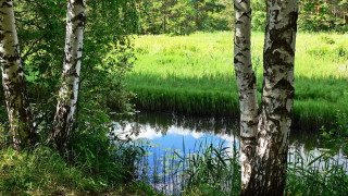 Pond trees grass forest sky - impressionist free wallpaper