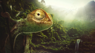 Chameleon forest waterfall bird light - chris labrooy free wallpaper
