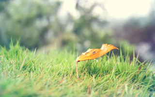 Leaf grass autumn nature blur - a blurry background of trees and bushes free wallpaper