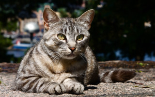 Cat rock bokeh depth of - the background free wallpaper