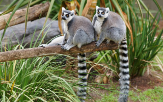Small animals tree branch zoo - the background free wallpaper