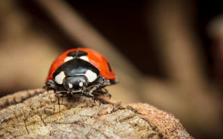 Ladybug tree stump macro black - its eye free wallpaper