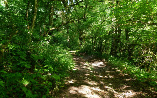 Dirt path forest trees bushes 3 - both side of it free wallpaper