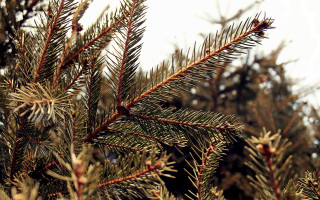 Pine needles branch sky fireworks - branch free wallpaper