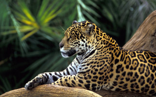 Leopard tree branch zoo background 2 - a tree branch in a zoo enclosure free wallpaper