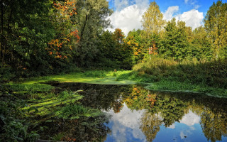 River trees grass pond clouds - naturalism free wallpaper
