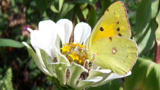 Yellow butterfly white flower garden - a yellow butterfly free wallpaper