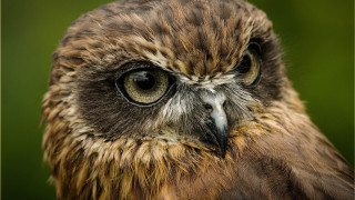 Owl closeup brown white green - sharp focus free wallpaper