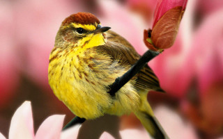 Small bird on flower ecological - a small bird free wallpaper
