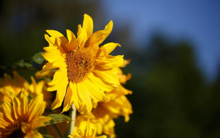 Sunflower blue sky ecological macro - sun free wallpaper