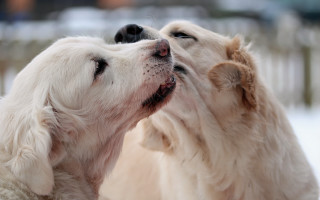 White dogs kissing snow biting - the snow together free wallpaper