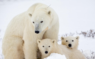 Polar bear cubs snow wildlife - a polar bear free wallpaper