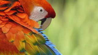 Colorful bird white face red - a white face free wallpaper
