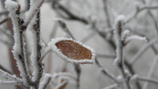 Small leaf snow tree branch - a blurry background free wallpaper for desktop