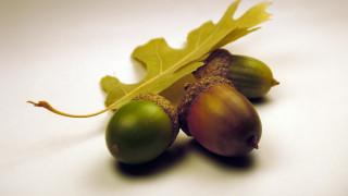 Acorns leaf nut autumn macro - a white table next free wallpaper