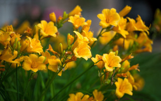 Yellow flowers bokeh field macro - a blurry background of the flowers free wallpaper