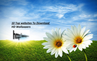 Two white flowers blue sky 3 - allen tupper true free wallpaper
