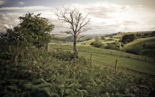 Tree fence tiltshift nature sunset - depth of field free wallpaper