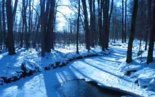 Hudson river school winter forest - tree and snow covered ground free wallpaper