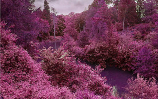Purple forest river cherry blossoms - david lachapelle free wallpaper