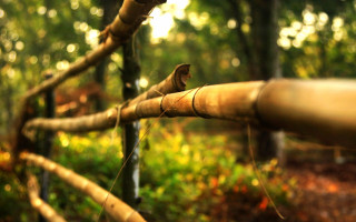 Bamboo fence forest christmas lights - the ground and grass free wallpaper