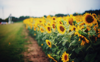 Sunflower field truck blue sky - a truck in the background free wallpaper