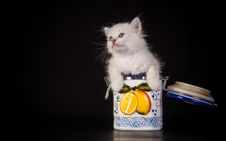 White kitten cans orange knife - fructose free wallpaper