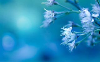 Flower blurry background blue sky - gradient light blue free wallpaper