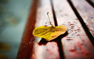Yellow leaf wooden bench water 2 - a yellow leaf free wallpaper