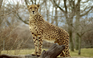 Cheetah log grass trees natural - in a field of grass and trees free wallpaper