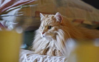 Cat bed blanket orangejuice portrait - renaissance free wallpaper