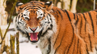 Tiger open mouth snow forest - a tiger free wallpaper
