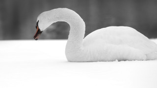 White swan snow black white - the camera lense free wallpaper