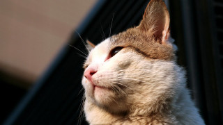 Cat looking up blurry background 10 - something outside free wallpaper