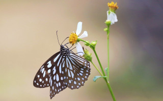 Butterfly flower macro award winning - a flower free wallpaper