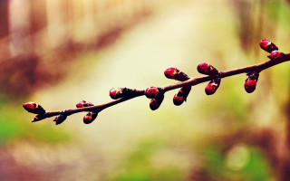 Branch buds forest macro shallow - a blurry background of trees and grass free wallpaper