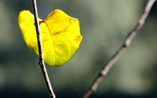 Yellow leaf hanging macro shallow - a yellow leaf free wallpaper