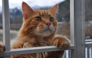 Cat window mountain rail stairs - rule free wallpaper