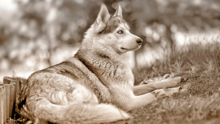 Dog field trees fence blurry - naturalism free wallpaper