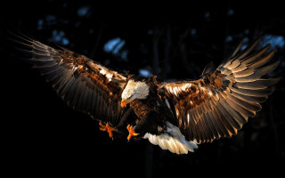 Large bird wings spread talons 2 - open free wallpaper