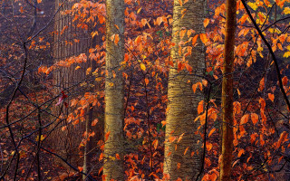 Autumn trees orange leaves red - a group of trees free wallpaper