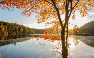 Tree yellow leaves water mountain - asher brown durand free wallpaper