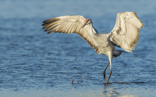Seagull wings spread water beach - ecological art free wallpaper