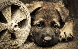 Puppy wheel hose reel resting - its head free wallpaper