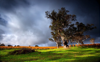 Tree field cloudy sky bush - australian tonalism free wallpaper for desktop