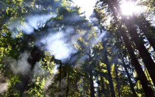 Forest smoke sunlight mist autumn - free forest wallpaper
